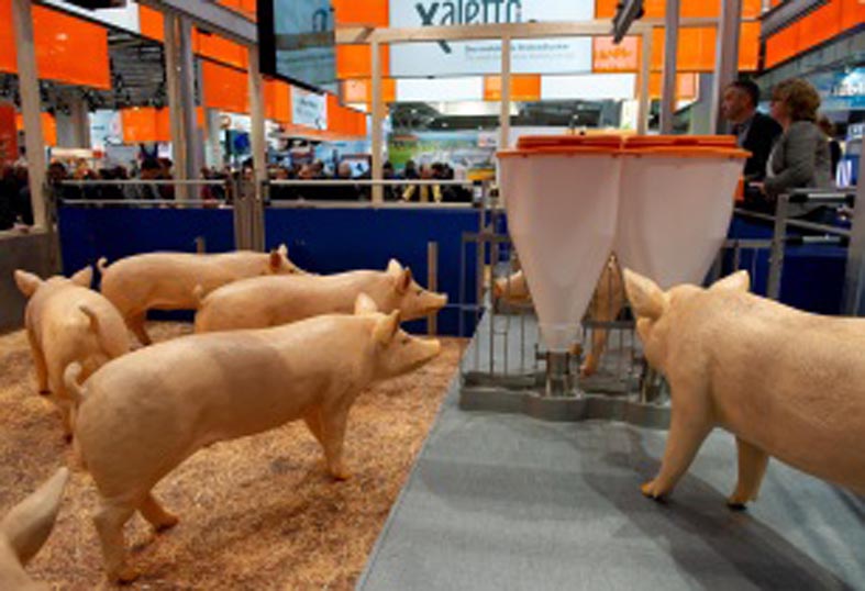 Pig exhibit at EuroTier