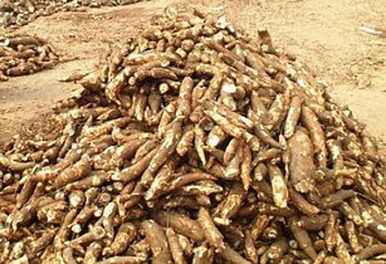 Wasps to the rescue of Southeast Asia’s cassava crops