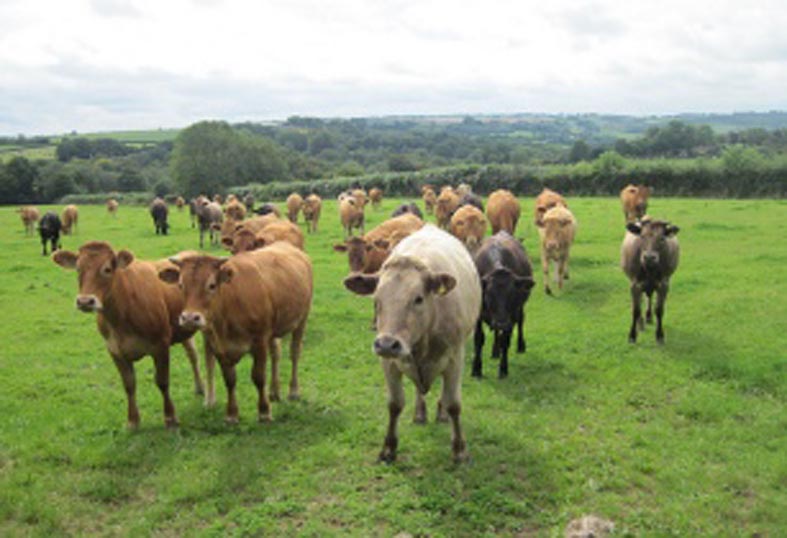 Vietnamese companies sign US$800million joint venture to raise cattle