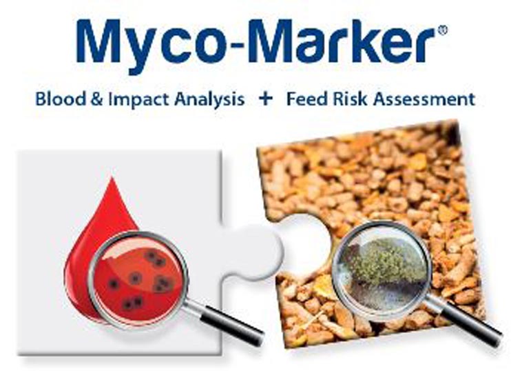 myco marker innovad