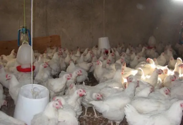 Controlling pathogen load also helps reduce the risk of product recall. (Image source: Mully Childrens Family/Flickr)