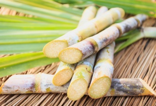 BASF sugarcane